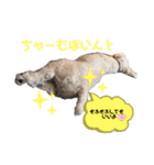 ぽけらくの日常（個別スタンプ：9）