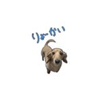 犬とモルモット ユラちゃん ウランちゃん（個別スタンプ：2）