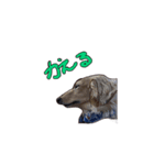 犬とモルモット ユラちゃん ウランちゃん（個別スタンプ：3）