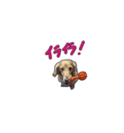 犬とモルモット ユラちゃん ウランちゃん（個別スタンプ：4）