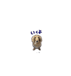 犬とモルモット ユラちゃん ウランちゃん（個別スタンプ：7）