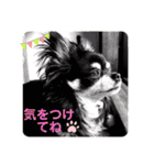 うちのアンナスペシャル❣️（個別スタンプ：40）