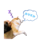 こももどすぇ（個別スタンプ：2）