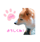 こももどすぇ（個別スタンプ：7）