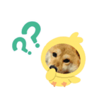ちこちーこ（個別スタンプ：1）