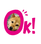 ちこちーこ（個別スタンプ：6）