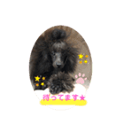 チョコ＊銀＊エマ（個別スタンプ：6）