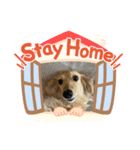 Mダックスのシェムちん♡（個別スタンプ：2）
