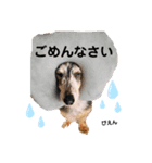 咲來桜＆咲羽姉妹（個別スタンプ：5）