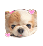 チワワのキョロちゃん❤︎（個別スタンプ：1）