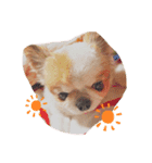 チワワのキョロちゃん❤︎（個別スタンプ：3）