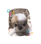 チワワのキョロちゃん❤︎（個別スタンプ：4）