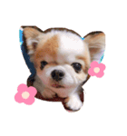 チワワのキョロちゃん❤︎（個別スタンプ：5）
