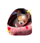 チワワのキョロちゃん❤︎（個別スタンプ：6）
