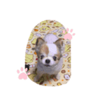 チワワのキョロちゃん❤︎（個別スタンプ：8）
