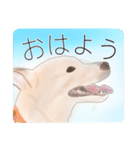 わが家のいぬ（個別スタンプ：3）