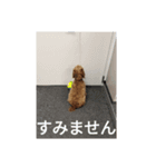 EひなまつりG（個別スタンプ：6）