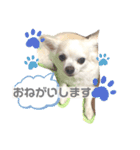 大好きけんちゃん（個別スタンプ：7）