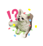 大好きけんちゃん（個別スタンプ：8）
