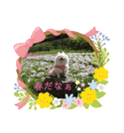 ポメコロちゃん（個別スタンプ：1）