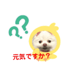 ポメコロちゃん（個別スタンプ：6）