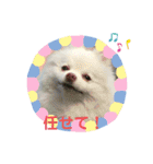 ポメコロちゃん（個別スタンプ：8）