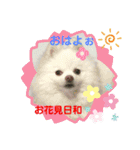 ポメコロちゃん（個別スタンプ：12）