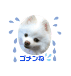 ポメコロちゃん（個別スタンプ：13）