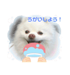 ポメコロちゃん（個別スタンプ：15）