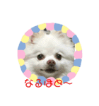 ポメコロちゃん（個別スタンプ：16）