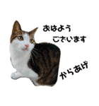 からあげは猫の名前です。part2（個別スタンプ：1）