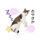 からあげは猫の名前です。part2（個別スタンプ：2）