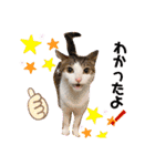 からあげは猫の名前です。part2（個別スタンプ：14）