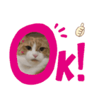 からあげは猫の名前です。part2（個別スタンプ：16）