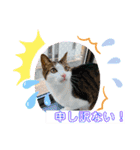 からあげは猫の名前です。part2（個別スタンプ：17）