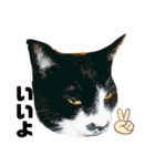 からあげは猫の名前です。part2（個別スタンプ：19）