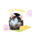 からあげは猫の名前です。part2（個別スタンプ：23）