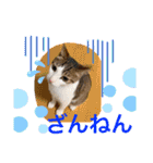 からあげは猫の名前です。part2（個別スタンプ：33）