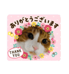 からあげは猫の名前です。part2（個別スタンプ：35）