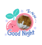 からあげは猫の名前です。part2（個別スタンプ：38）
