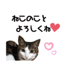 からあげは猫の名前です。part2（個別スタンプ：40）