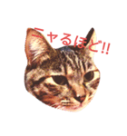 愛しの保護ニャンコのスタンプ（個別スタンプ：6）
