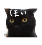 うちの黒猫の福ちゃん⑦（個別スタンプ：5）
