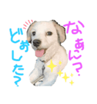 マルックスのまーるとたまにシロ（個別スタンプ：3）