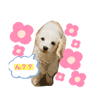 マルックスのまーるとたまにシロ（個別スタンプ：5）