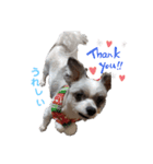 愛犬TOI（個別スタンプ：1）