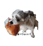 愛犬TOI（個別スタンプ：2）