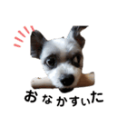 愛犬TOI（個別スタンプ：3）