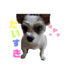 愛犬TOI（個別スタンプ：4）