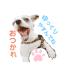 愛犬TOI（個別スタンプ：5）